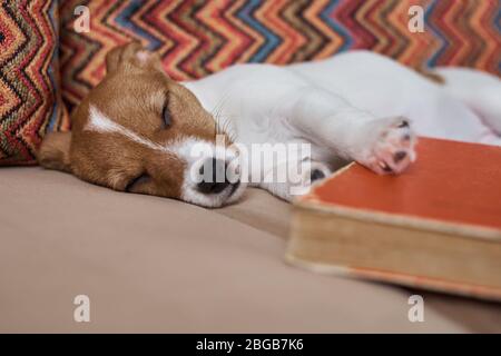 Schlafender Jack russel Terrier Welpe Hund auf Sofa, Nahaufnahme Stockfoto