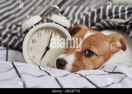 Jack russell Terrier Hund schläft im Bett mit Vintage-Wecker. Aufwachen und Morgens Konzept Stockfoto