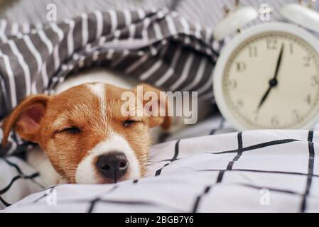 Jack russell Terrier Hund schläft im Bett mit Vintage-Wecker. Aufwachen und Morgens Konzept Stockfoto