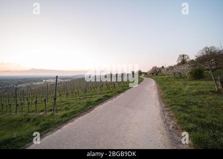 Blühende Obstbäume und Weingärten nach Sonnenuntergang in Deutschland. Stockfoto