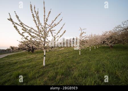 Blühende Obstbäume und Weingärten nach Sonnenuntergang in Deutschland. Stockfoto