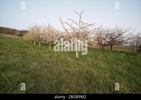 Blühende Obstbäume und Weingärten nach Sonnenuntergang in Deutschland. Stockfoto