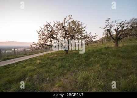 Blühende Obstbäume und Weingärten nach Sonnenuntergang in Deutschland. Stockfoto