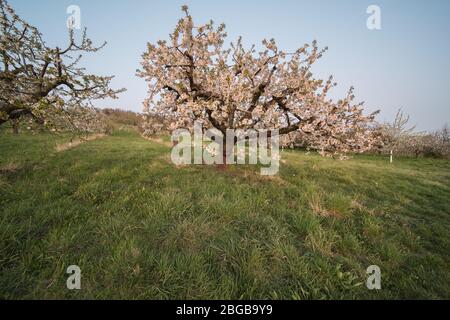 Blühende Obstbäume und Weingärten nach Sonnenuntergang in Deutschland. Stockfoto