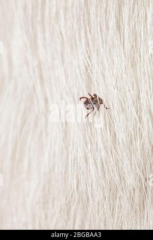 Russische Ixodes ricinus oder Hundenzecke. Dermacentor variabilis. Stockfoto