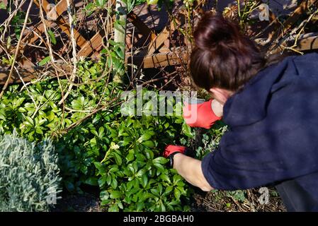 Spring Gardening - Anordnung Blumenbeete Stockfoto