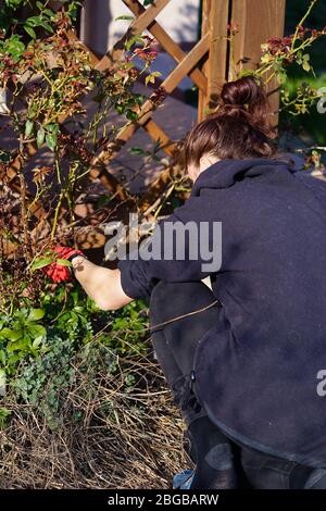 Spring Gardening - Anordnung Blumenbeete Stockfoto