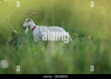 Saftiges grünes Gras und Ziegen. Ziege in einer Lichtung mit Gras. Ziegenkäse läuft durch den Hof eines Landbauernhofes. Stockfoto