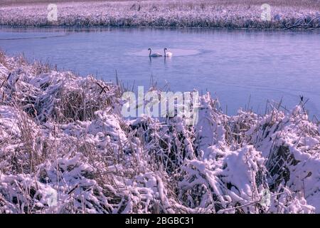 Im Winter schwimmen ein paar Schwäne im zugefrorenen See Stockfoto