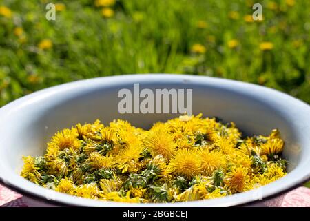 Die frischen Knospen des blühenden Löwenzahnes in der Schüssel, auf dem Hintergrund der Wiese. Rohstoffe von Blumen Taraxacum für die Herstellung von Marmelade. Stockfoto