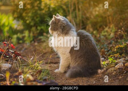 Katze im Garten. Flauschige graue und weiße Katze, die zwischen den Büschen sitzt. Stockfoto