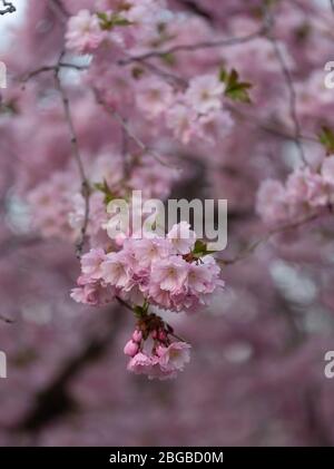 Kirschbaum Stockfoto