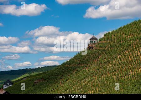 Panoramablick auf einen Weinberg an der Mosel, Deutschland Stockfoto