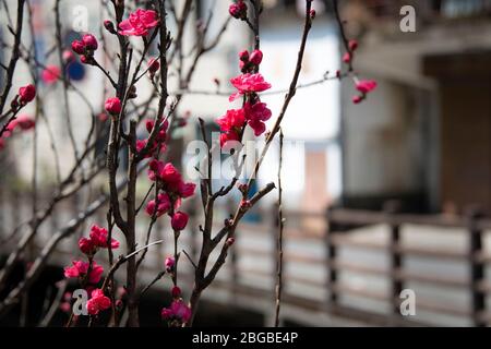 Im Frühjahr blüht im abgelegenen Bergdorf Yunomine Onsen, der ältesten Onsenstadt Japans, rote Kirschenblüte Stockfoto