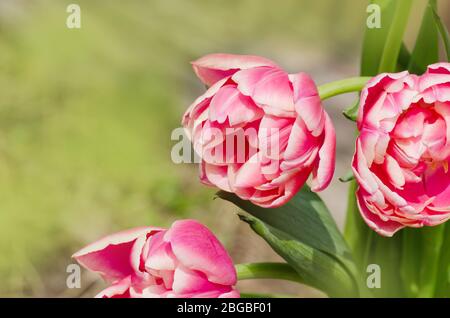 Rot und weiß zweifarbige Tulpe Wirosa. Rote Tulpe und cremige Kante. Leerer Kopierspeicher Stockfoto