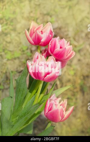 Rot-weiße bicolore Tulpe Wirosa. Rote Tulpe und cremige Kante Stockfoto