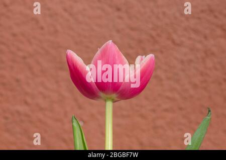 Rot-weiße bicolore Tulpe Wirosa. Rote Tulpe und cremige Kante Stockfoto