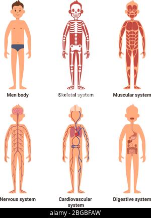 Körperanatomie von Männern. Nerven und Muskelsystem, Herz und andere Organe. Vektorgrafik Stock Vektor