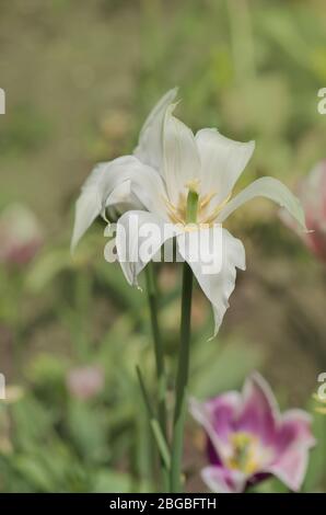 Tulpenblüten reichen in lange Bögen. Lily blühende Tulpe Stockfoto