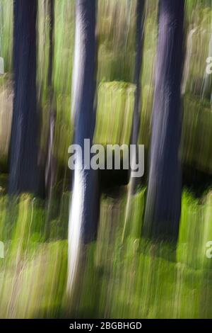 Abstrahierter Fichtenwald in der Nähe des Sees Vansjø in Østfold, Norwegen. Stockfoto