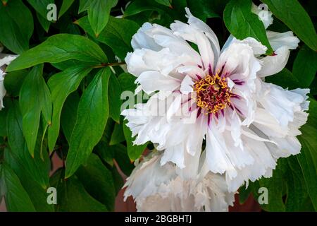 Gemeinsamer Garten weiße Pfingstrose, Pæonia (Peonia L., 1753). Die Pfingstrose ist die einzige Gattung, die zur Familie der Peoniaceae gehört (Paeoniaceae). Stockfoto