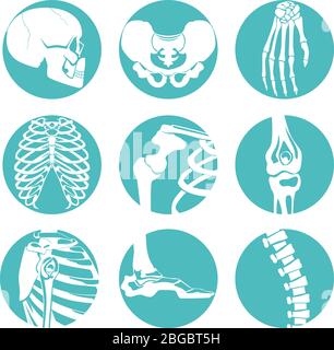 Illustrationen der menschlichen Anatomie. Orthopädische Bilder von Skelett und verschiedenen Knochen Stock Vektor