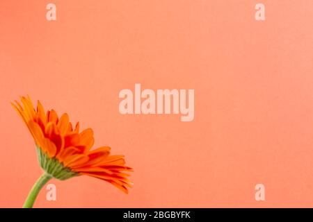 Orangefarbene Gerbera-Blume mit orangefarbenem Hintergrund. Florale Komposition, Kopierraum Stockfoto