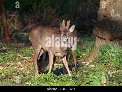 Edinburgh, Schottland, Großbritannien. April 2020. Roe Hirsch (Bucks) Futter in einem Stadtwald in den frühen Morgen natürliches Licht, eine sportliche Natty Kopfbedeckung. Aus der Familie Cervidae, ist das Roe eines der wirklich einheimischen Hirsche der britischen Inseln, das andere ist das Rotwild. Aufzeichnungen von ihnen datieren bis vor der Mesolithikum Periode (6000 bis 10000 Jahre v. Chr.). Quelle: Arch White/Alamy Live News Stockfoto