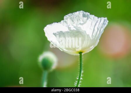 Mohn Blüte Latin Papaver rhoeas mit dem Licht hinter Stockfoto