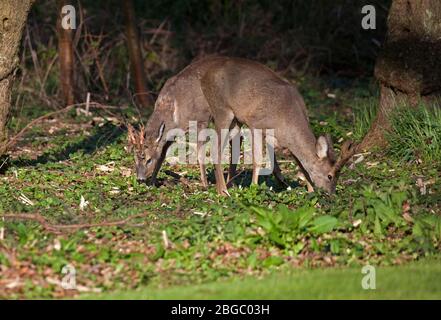 Edinburgh, Schottland, Großbritannien. April 2020. Roe Hirsch (Bucks) Futter in einem Stadtwald in den frühen Morgen natürliches Licht, eine sportliche Natty Kopfbedeckung. Aus der Familie Cervidae, ist das Roe eines der wirklich einheimischen Hirsche der britischen Inseln, das andere ist das Rotwild. Aufzeichnungen von ihnen datieren bis vor der Mesolithikum Periode (6000 bis 10000 Jahre v. Chr.). Quelle: Arch White/Alamy Live News Stockfoto