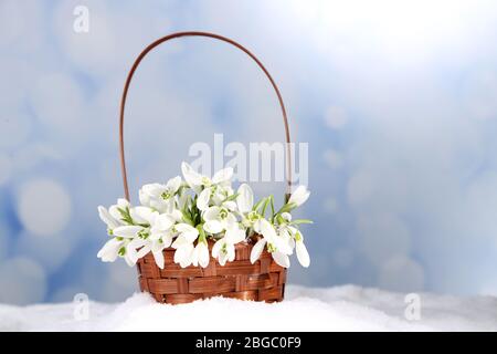 Schöner Strauß von Schneeglöckchen in Weidenkorb auf Schnee Stockfoto