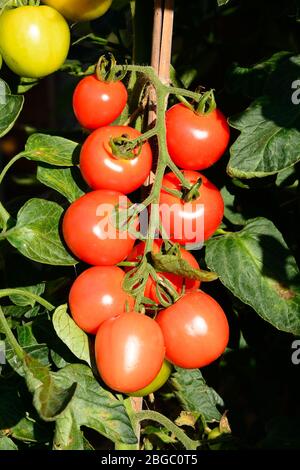 Mountain Magic Vielzahl von Tomaten reifen auf der Rebe, Großbritannien Stockfoto