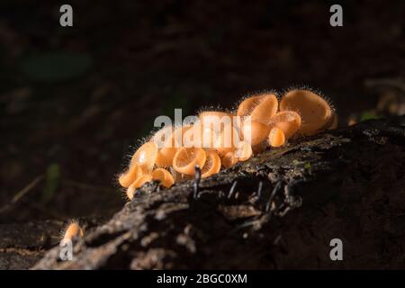 Pilze im Regenwald zwischen den gefallenen Blättern und Rinde Stockfoto