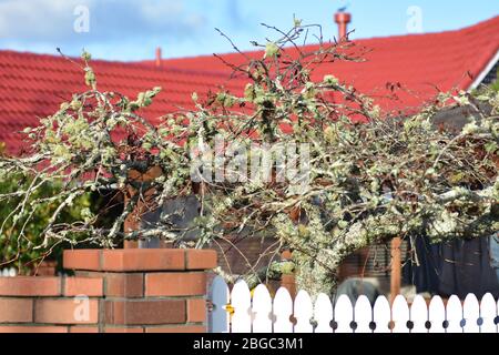 Kleiner Baum mit Flechten und Moos vor dem Haus mit rotem Dach bedeckt. Stockfoto