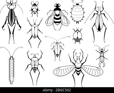 Verschiedene Insekten mit Mustern auf Flügeln. Schmetterlinge und Insekten. Illustrationen zur Vektorbiologie Stock Vektor