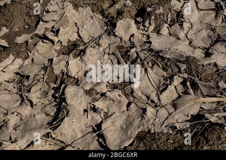 Blätter fallen auf den Boden, bedeckt mit Schlamm im Winter, die Schaffung einer Abstraktion. Puste Ulany, Slowakei. Stockfoto