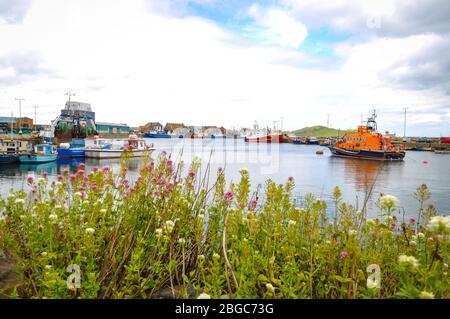 Bunte Segelboote in Howth, einem Fischerdorf und Vorort von Dublin, der Hauptstadt Irlands. Davor grüne Blätter. Stockfoto