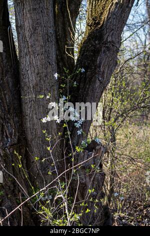 Weiße zerbrechliche Blüten eines wilden Obstbaums, der im Wald wächst. Stimmung am späten Nachmittag. Most pri Bratislave, Slowakei. Stockfoto