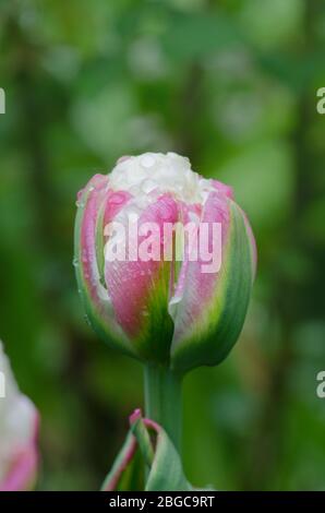 Eiscreme Tulpe. Weiße Tulpenmitte und Erdbeerfarbe blüht außen. Stockfoto