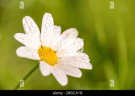 Nahaufnahme eines Gänseblümchens mit Tau-Tropfen, grüner Hintergrund, Frühlingskonzept Stockfoto