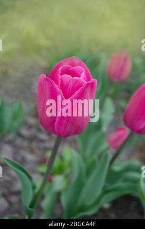 Schöne bunte Tulpen. Tulip wächst im Frühlings-Garten. Rosa Tulpen auf der Ablage Stockfoto