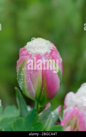 Ungewöhnliche rosa und weiße Eiscreme Tulpe. Schöne Frühlingsblume. Wunderschöne Blume wächst Stockfoto