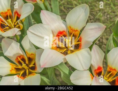 Rote Tulpe breit mit Weiß umrandet. Große Blumen an kurzen stabilen Stielen Stockfoto