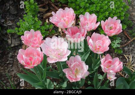 Zweifach rosafarbene Ponytulpe Double Shirley im Garten. Schöne doppelrosafarbene Tulpe. Pinkfarbene, pfirnblütige Doppeltulpe. Stockfoto