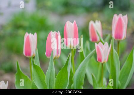 Rote Tulpe breit mit Weiß umrandet. Große Blumen an kurzen stabilen Stielen Stockfoto