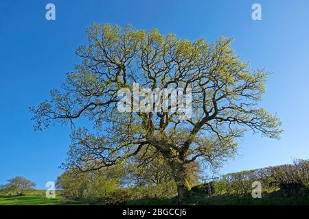 Blick auf eine alte Eiche, die im Frühjahr in die walisische Landschaft kommt Dyfed Carmarthenshire Wales Großbritannien KATHY DEWITT Stockfoto