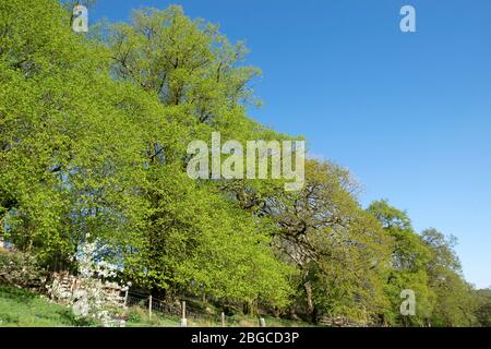 Eine Reihe von kleinen Blatt Linden Tilia cordata oder kleine Blatt Linden im Frühjahr in der Nähe eines Gartens entlang einer alten Drover-Spur in Carmarthenshire Wales UK Stockfoto