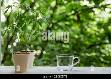 Im Fenster gab es heißen CBD-Tee und Teekanne. Baum im Hintergrund Stockfoto