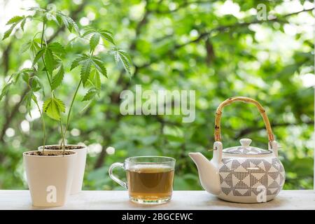 Im Fenster gab es heißen CBD-Tee und Teekanne. Baum im Hintergrund Stockfoto