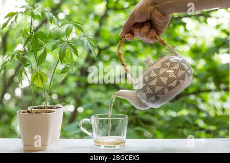 Marihuana Pflanze in Keramik. Hand gießen heißen CBD Tee in Glas durch Fenster. Stockfoto